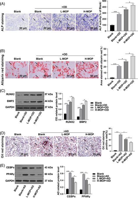 Mop Treatment Increased Osteogenic Differentiation Ability And