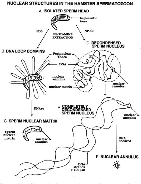 Figure 1 From Organization Of Sperm Dna By The Nuclear Matrix