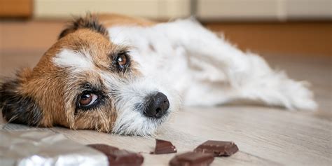 Remedios Caseros Para Un Perro Envenenado Gu A Esencial Purina Per