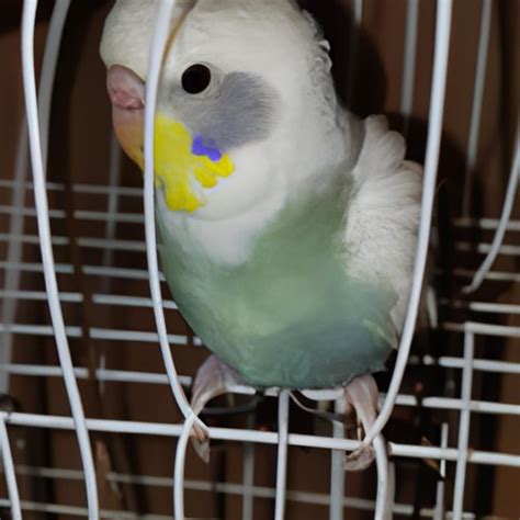 How Much Does A Parakeet Cost Exploring Average Prices And Budget Tips