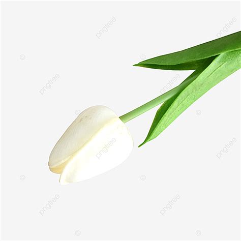 Lili Hd Transparent Lily Fresh Flowers Flowers Png Image For Free