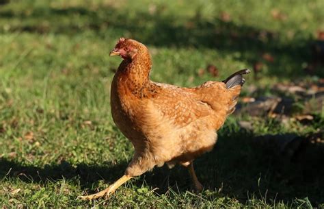 Top 15 Brown Chicken Breeds All Beginner Friendly Chicken Fans