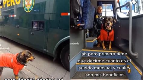 Video De Perrito Que Quiere Ser Parte De La Policía Canina Se Vuelve Viral En Tiktok Infobae