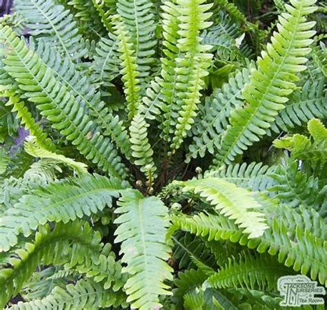 How And Where To Use Ferns In Your Garden Jacksons Nurseries