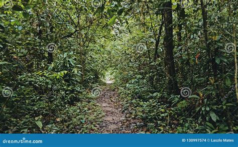 Trajeto Tropical Da Selva Da Floresta Mida Vegeta O Lux Ria Foto