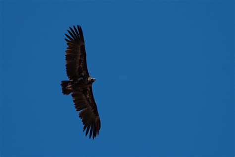 Vautour Moine Extremadure Espagne Ellen Le Roy Flickr