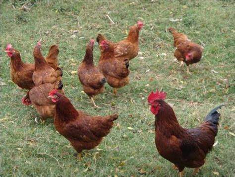 Dynamics Of Backyard And Commercial Poultry Farming In India A Vital