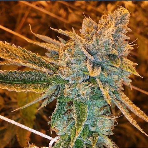 West Coast O G Auto Seeds Fast Buds Autoflowering Cannabis