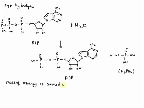 Atp Hydrolysis Animation