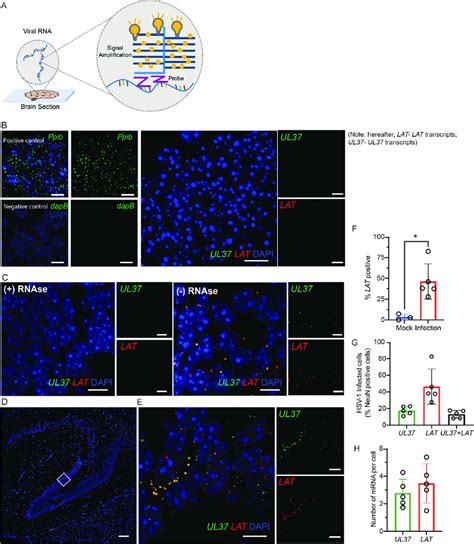 Rnascope Assay Enables The Detection Of Hsv Mrna On Mouse Fixed