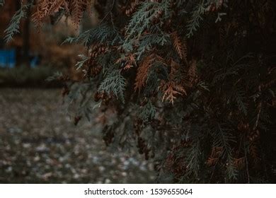 Conifer Seeds Background Nature Stock Photo 1539655064 | Shutterstock