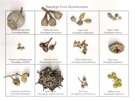 Trees Please Sight The Seeds Cite The Trees