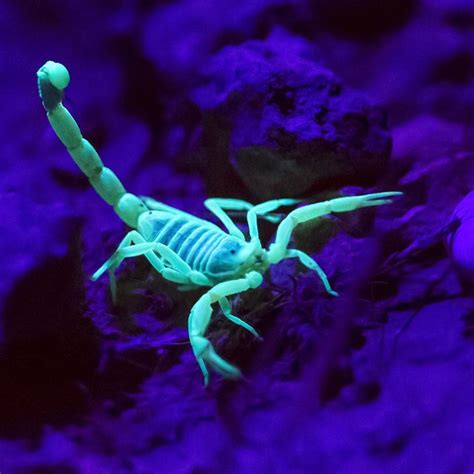 10 Spectacular Glow-in-the-Dark Animals