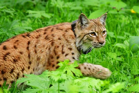 Tag Des Luchses Wwf Besorgt Um Das Überleben Der Luchse In Österreich Wwf Österreich