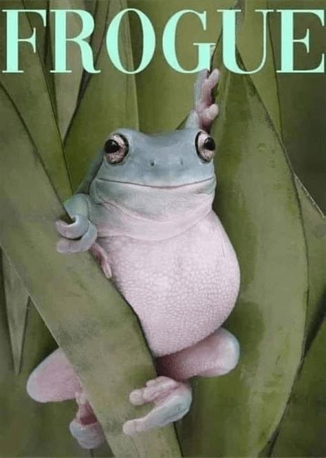 Funny Frog Memes Full of Ribbit-Worthy Jokes | Funny frogs, Frog, Funny ...