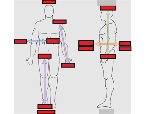 Anatomical Directions Labeling Quiz