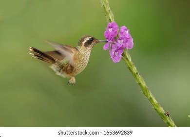 Humminbird Flowers Images Stock Photos Vectors Shutterstock