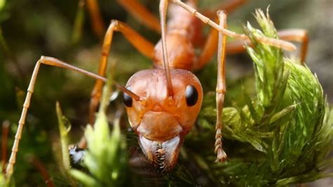 Cómo Son Las Hormigas Esclavistas Que Capturan A Otras Hormigas Para Que Sean Sus Obreras