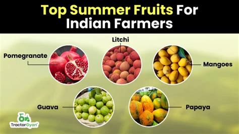 Top Profitable Summer Fruit Crops For Indian Farmers Tg