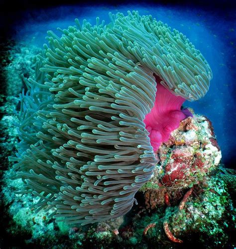 Heteractis Magnifica Sea Anemone Riding The Current Underwater