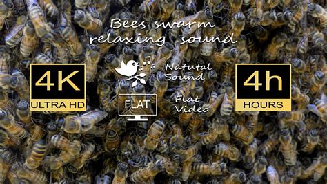 4K Ultra HD Relaxing Bees Swarm Natural Buzzing Sound White Noise