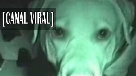 Los Perros Pueden Ver Fantasmas Misterio Paranormal V Deo Dailymotion