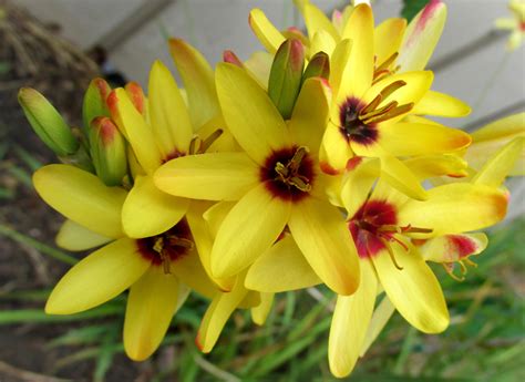 Ixia Mixed Hybrids Corn Lily Pre Order For Spring 2025 From Leo