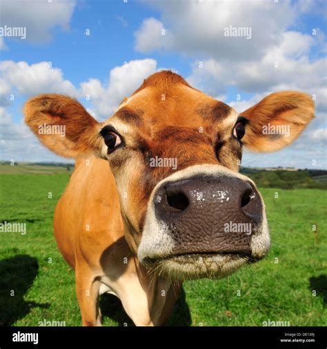 Jersey Cow High Resolution Stock Photography And Images Alamy