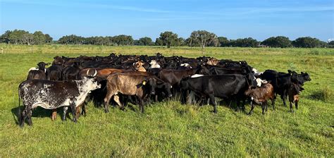 Cattle Ranch In Florida Cracker Swamp Cattle Co In Florida