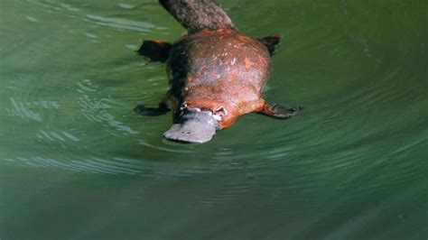 Platypus: World's Strangest Animal (2003) - Posters — The Movie ...