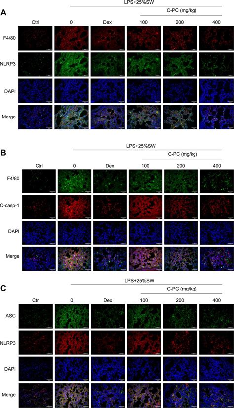 C Pc Treatment Suppresses The Expression Of Nlrp Inflammasome And