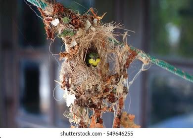 277 Tailorbird Nest Images, Stock Photos, 3D objects, & Vectors | Shutterstock