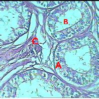 Transverse Section Of The Testicular Tissue For Male Rats Control