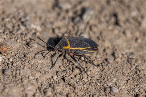 Insects of North America: A Collection of Stunning Photos