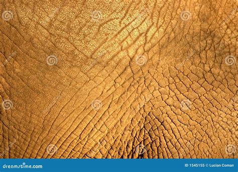 Elephant Skin Seamless Texture Royalty Free Cartoon Cartoondealer