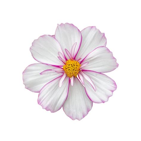 Cosmos Terry White Flower With A Pink Edge Closeup Isolated On White