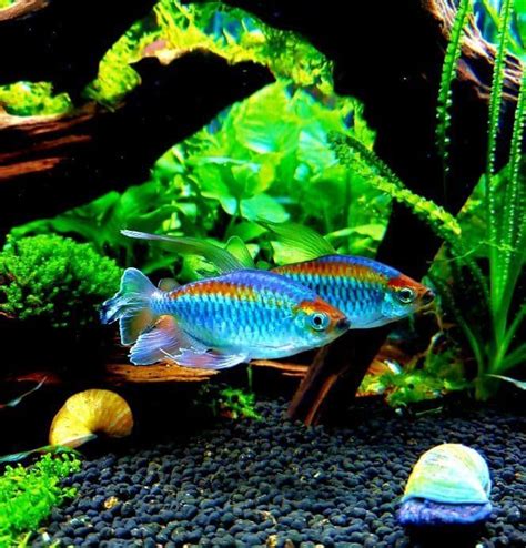 The 39 Most Colorful Freshwater Aquarium Fish Artofit