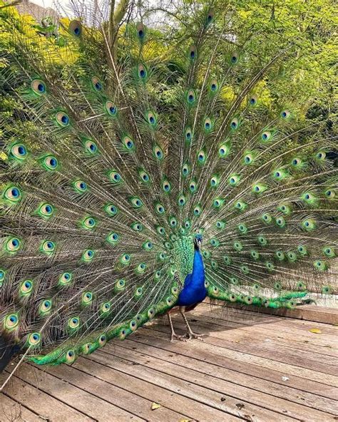 What Does It Mean When a Peacock Spreads Its Feathers | Balcony Garden Web