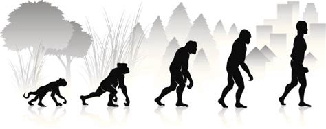 Evolution Mensch Vektorgrafiken Und Illustrationen Istock