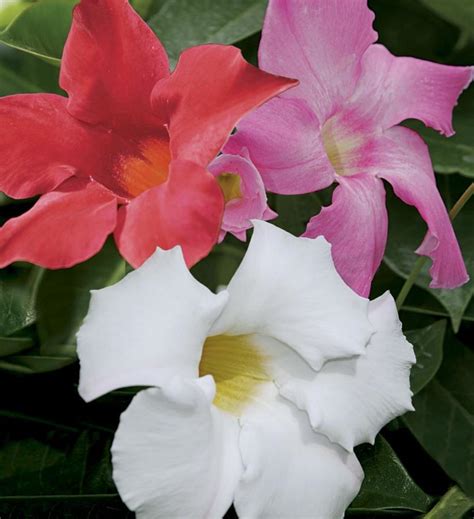 Gallon(s) Mandevilla Plants, Bulbs & Seeds at Lowes.com