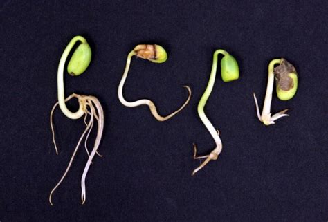 Seed Technology And Testing Standard Germination Test