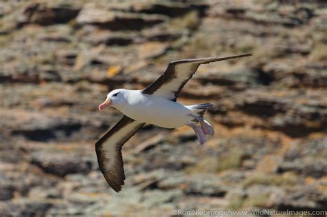 Black-browed Albatross | Falklands | Photos by Ron Niebrugge