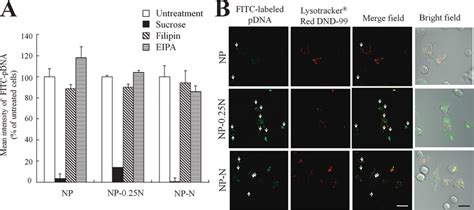 Effect Of Endocytosis Inhibitors On The Cellular Uptake Of Nanoplex A