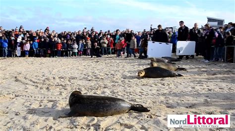 Cinq Phoques Ont T Rel Ch S Sur La Plage De Calais Le Octobre