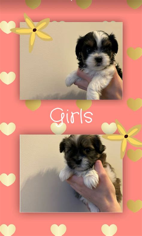 Bichon Shih Tzu puppies for sale | Dogs & Puppies for Rehoming ...