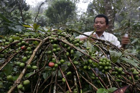 Komoditas Kopi Dan Vanili Jadi Produk Andalan Ekspor Provinsi Nusa