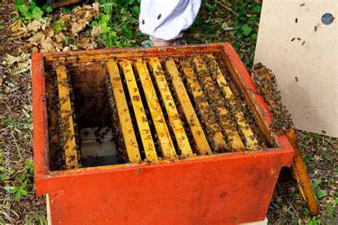 Bienenst Cke Eines Imkers Bei Der Pflege Der Bienen Mit Waben Und