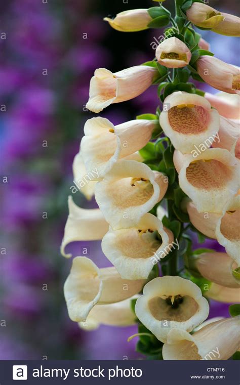 Digitalis Dalmatian Peach Digitalis Purpurea Foxglove Stock Photo