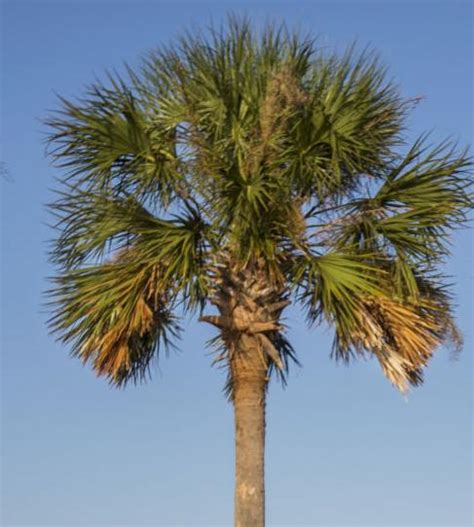 Palmetto Trees Part Of South Carolina History And Draw New Arrivals Features