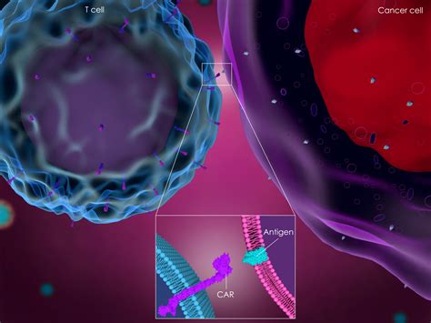 Car T Cell Therapy Kite